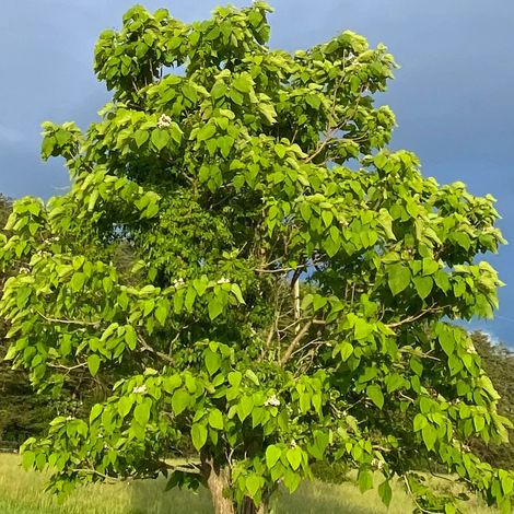 Catalpa boule , Catalpa Nana Bungei/Pot de 20L - 1/2 Tige 8/10