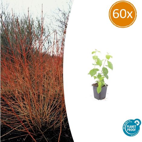 Lot de 60 Cornouillers Sanguins Midwinter Fire Arbustes Décoratifs Hauteur 10-25cm Pot Ø 9cm - PANGIVO (1/5)