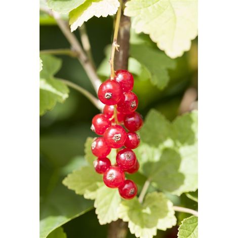 Ribes rubrum 'Jonkheer van Tets' 2L 40- 60 Johannisbeere 'Jonkheer van Tets' (1/3)