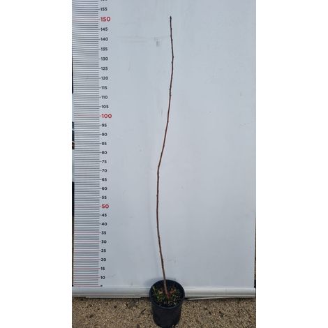 PIANTA DI PRUNUS AVIUM IN VASO 18 CM (foto reale) CILIEGIO
