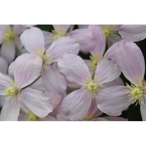 Gardenaria Clematis montana 'Rubens' - Pianta rampicante ornamentale da esterno - Altezza: 100/125 cm (vaso19) (1/2)