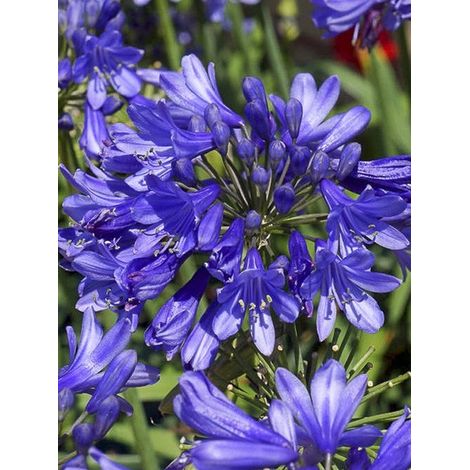 Agapanthe 'Ever Sapphire' Pot de 1,5L/2L