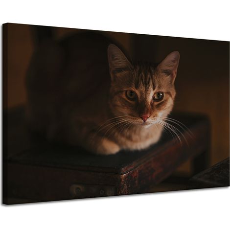 Leinwanddruck Tiere Hauskatze 120x80 cm