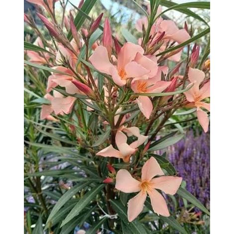 nerium oleander - 3 cuttings  peach