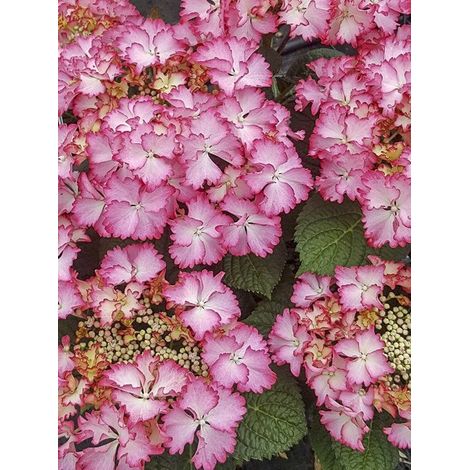 Hortensia 'Rendez-Vous French Cancan' Pot de 4L/5L