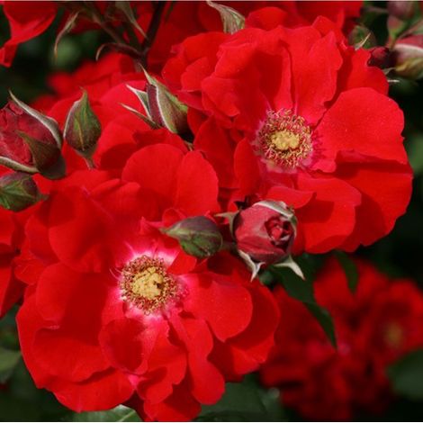 2 x Rosa - Kordes Eleganza® rosier - Rosa 'Roter Korsar'® (1/4)