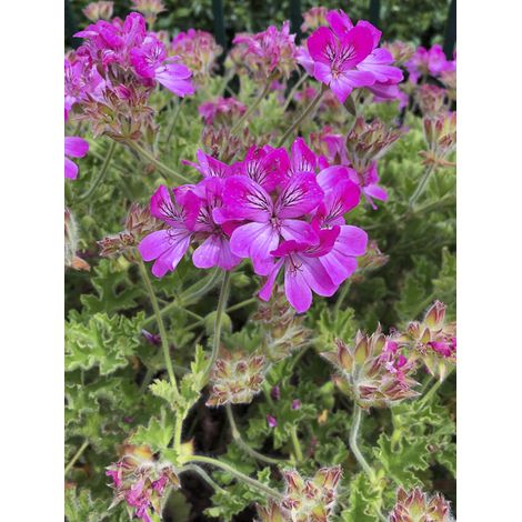 Géranium odorant 'Pink Capricorn' Godet de 8/9 cm (1/2)