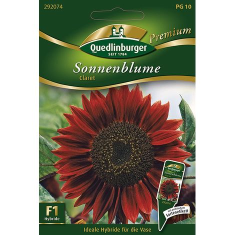Quedlinburger Saatgut – Tournesol « Claret » – Graines de fleurs, hybride F1 sans pollen, rouge foncé, 130 cm