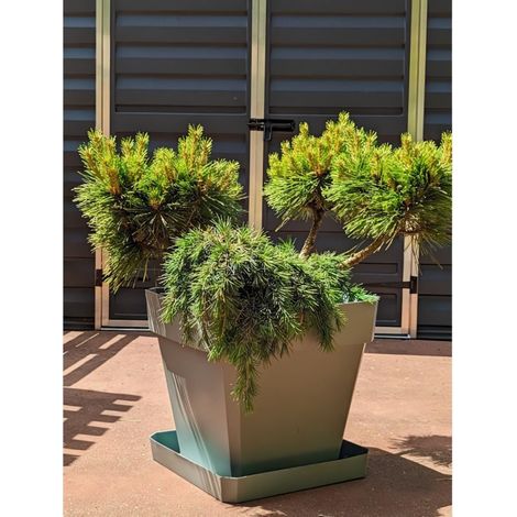 Bac a fleurs carré - RIVIERA - SOLEILLA - Plastique - 49x49x45 cm - Vert argile (1/3)