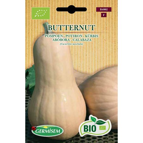 Graines Potiron BUTTERNUT