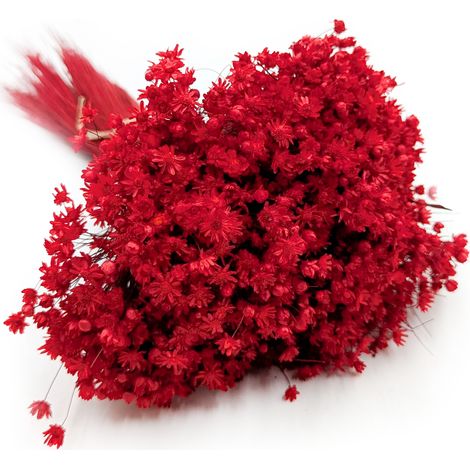 Glixia seca - (Glyxia Marcela) - Roja