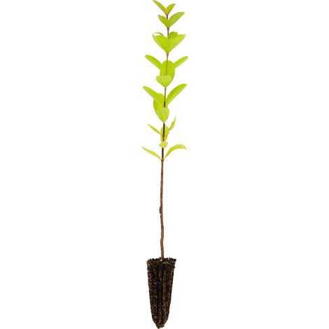 Psidium guajava cv. frutto bianco - guajava - alveolo forestale (1/2)