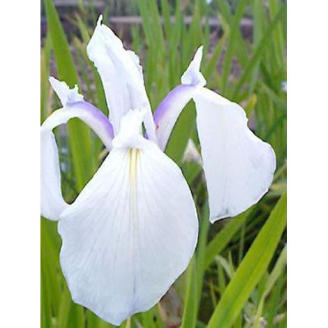 Iris des rives 'Snowdrift' Godet de 8/9 cm (1/2)