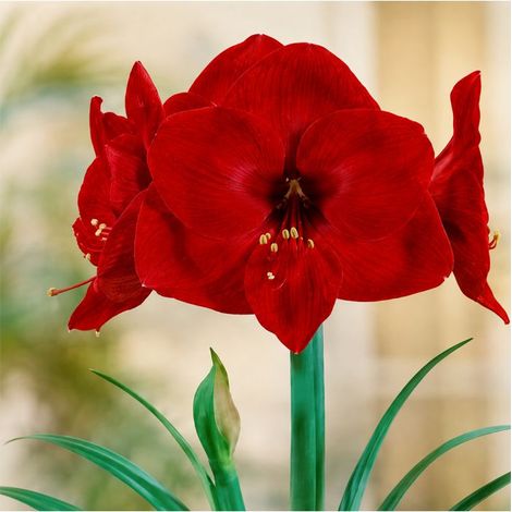 Amaryllis Hippeastrum Sgaravatti 1 bulbe rouge, grande floraison décorative idéale en pot et intérieur - 692796 (1/3)