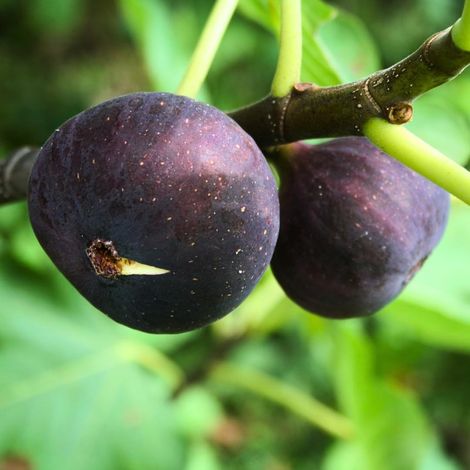 PIANTA DA FRUTTO FICO COLUMARRO NERO in vaso 20 età 2/3 anni (foto reali)