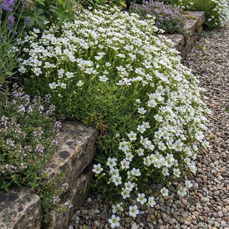 Bloomique - Lot de 6 - Saxifraga Tapis Blanc - Saxifrage - Floraison abondante - Rustique - Hauteur 10-20 cm - Pot 9 cm (1/5)