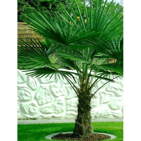 Palmier de Chine Pot de 7,5L/10L, Stipe de 20 cm