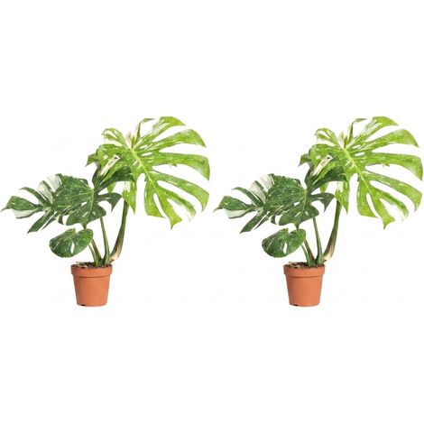 Bloomique - Lot de 2 - Monstera Deliciosa Thai Constellation - Plante à fleurs panachées - Plante d'intérieur - Feuillage panaché - Convient également comme plante grimpante - Facile d'entretien - Hau (1/5)