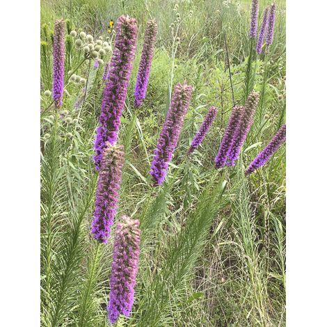 Liatride pycnostachya Godet de 8/9 cm