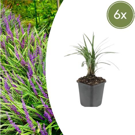 6x Liriope muscari 'Moneymaker' - Plante Vivace Couvre-sol - Fleurs Violettes - 10-25cm Ø9cm - PANGIVO (1/5)