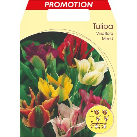 BULBI AUTUNNALI TULIPANO VIRIDIFLORA MIX DI COLORI CONFEZIONE DA 20 BULBI BULBS BULBS