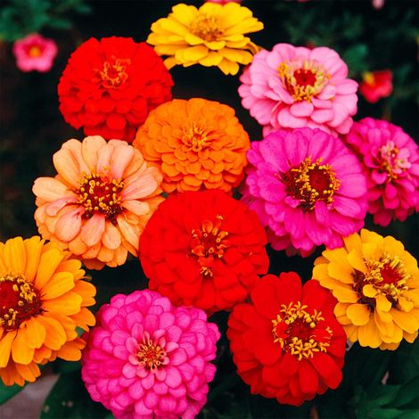 2000 graines de zinnia mélangées, graines de fleurs, attirent les insectes pollinisateurs, semables toute l'année. (1/5)