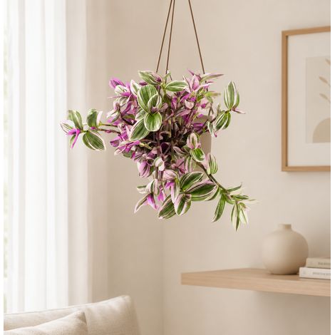 Gardenaria Tradescantia cerinthoides 'Nanouk' basket - Pianta da interno ornamentale - Altezza: 40 cm (vaso 23) (1/4)