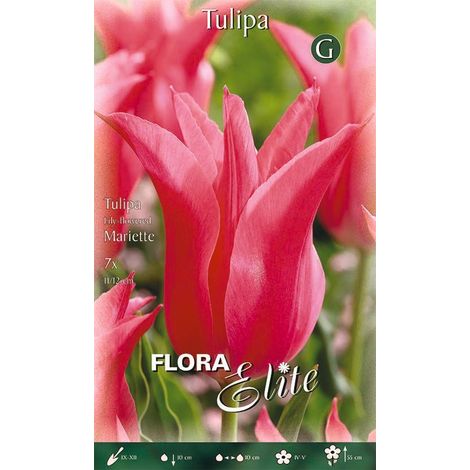Bulbi Tulipano a Fiore di Giglio Mariette 7 Bulbi