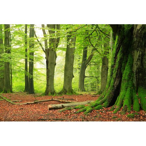 Papier peint panoramique foret vert et rouge | Tapisserie panoramique abstrait nature design | Papier peint panoramique arbre idéal couloir - 267 x 400 cm (4 pièces) (1/2)