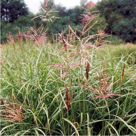 Miscanthus, Roseau de Chine Ferner Osten/Pot de 3L - Touffe (1/3)