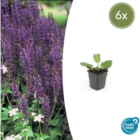Lot de 6 Sauge des Bois Salvia nemorosa 'Mainacht' Vivace Fleurs Bleues 10-25cm Ø9cm - PANGIVO (1/5)