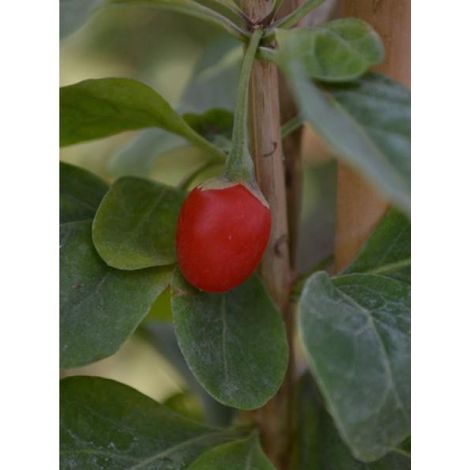 Lyciet chinensis Pot de 2L/3L (1/2)