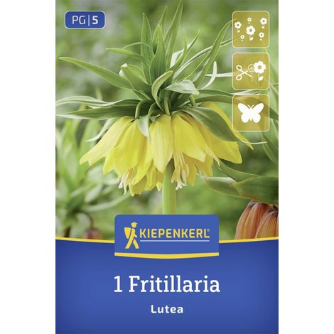 Kiepenkerl Kaiserkrone Lutea gelb 1 Stück Zwiebeln (1/2)