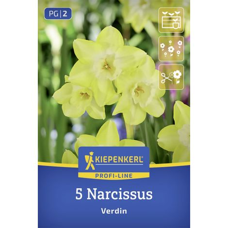 Kiepenkerl Profi-Line Narzisse Verdin gelb 5 Stück Zwiebeln (1/2)