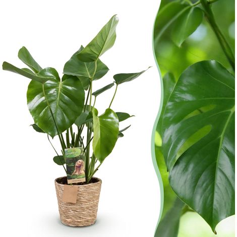 Monstera Deliciosa - Plante à Trous d'Intérieur avec Panier - Vert - Pot 21 cm - 70-80 cm - PANGIVO (1/5)