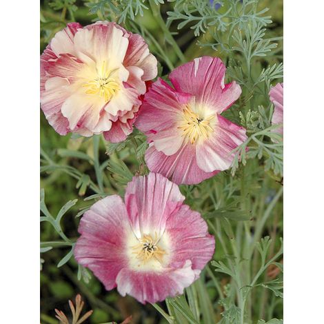 Pavot de Californie 'Appleblossom' le sachet de 150 graines (0,2g) (1/2)
