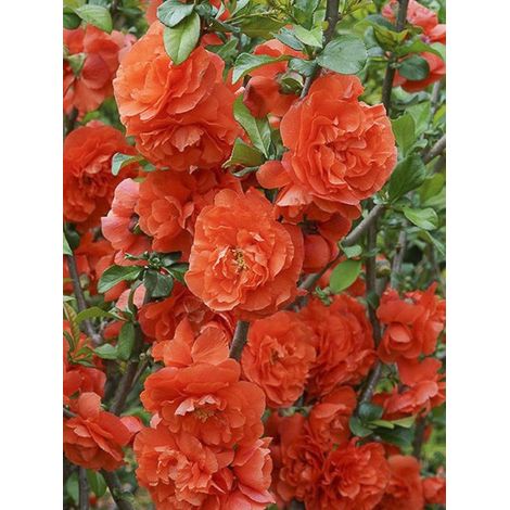 Cognassier du Japon 'Orange Storm' Pot de 7,5L/10L