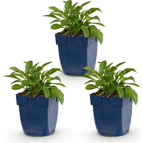 Lot de 3 Campanules à Feuilles de Pêcher - Campanula persicifolia - Vivace Bleue - Pot 11 cm - PANGIVO (1/5)