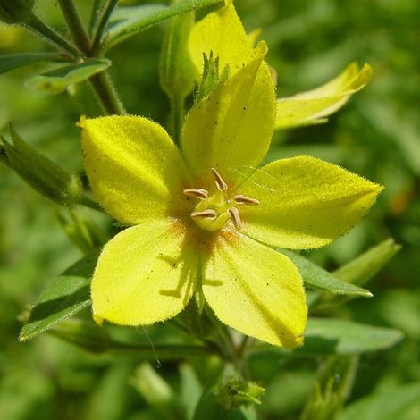 4 x Lysimaque - Lysimachia punctata  - godet 9x9 cm
