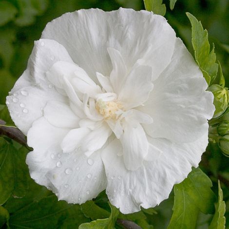 Mauve en arbre 'White Chiffon' - 40-60 cm pot