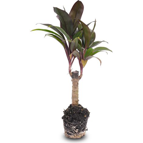 Mini Palmier Cordyline fruticosa Purple Compacta Plante d'Intérieur pour Terrarium Pot 6 cm - PANGIVO (1/4)