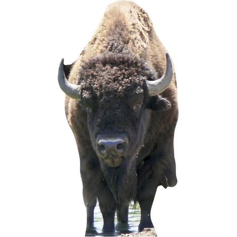 Figurine en carton Bison (Buffalo) Haut 180 cm (1/4)