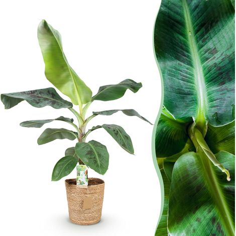 Bananier d'Intérieur Musa acuminata Dwarf Cavendish avec Panier, Vert, Pot 21 cm, 70-75 cm - PANGIVO (1/5)