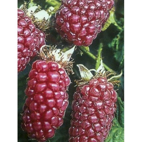 Mûrier-framboisier 'Medana Tayberry' Pot de 1,5L/2L (1/3)