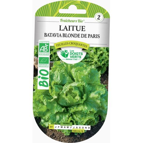 Graines Laitue batavia blonde de Paris BIO Les Doigts Verts