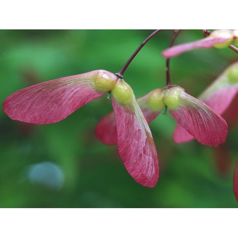 Semillas de Arce de Manchuria. Acer Ginnala. 100 Gramos