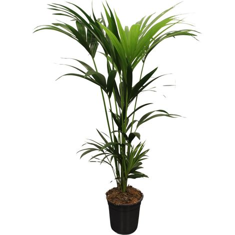 Palmier Kentia Howea Forsteriana Plante d'Intérieur Tropicale 5 Tiges 120-140 cm Ø21 cm - PANGIVO