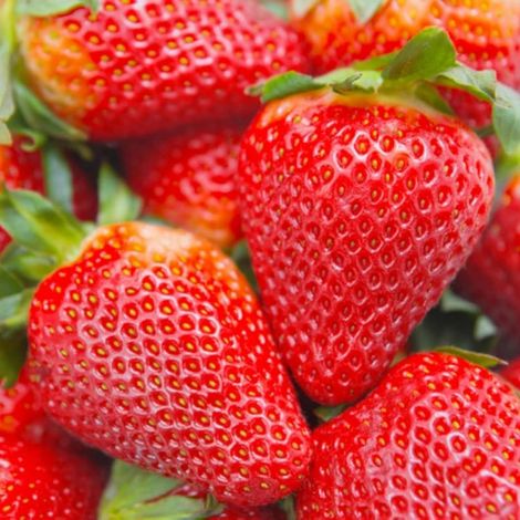 400 pièces Graines Fraisier Dandong Jardin – Semences Potager, Fruits Parfumés et Sucrés, Haute Productivité (1/5)