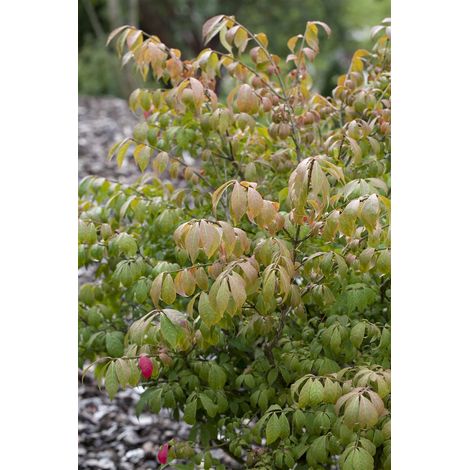 Korkflügelstrauch 'Compactus' Euonymus alatus 'Compactus' 7,5 L 60- 80 (1/5)