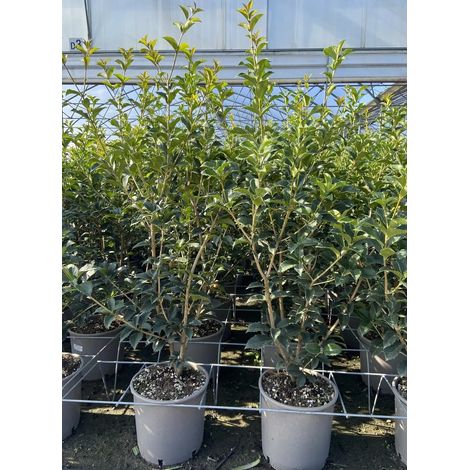 Gardenaria Osmanthus aquifolium - Arbusto ornamentale da giardino - Altezza: 80/100 cm (vaso 24)